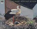 Capi_Dubne_20250528_185504.jpg