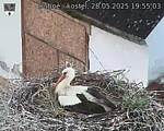 Capi_Dubne_20250528_195503.jpg