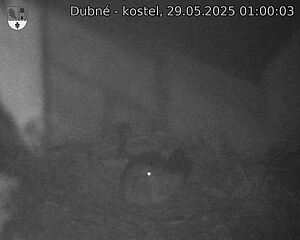 Capi_Dubne_20250529_010003.jpg (1350 x 1080)