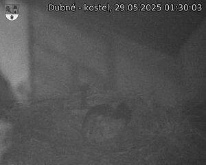 Capi_Dubne_20250529_013003.jpg (1350 x 1080)