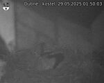 Capi_Dubne_20250529_015003.jpg