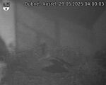 Capi_Dubne_20250529_040003.jpg