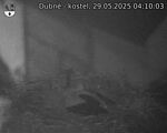 Capi_Dubne_20250529_041003.jpg