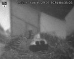 Capi_Dubne_20250529_043503.jpg