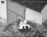 Capi_Dubne_20250529_050503.jpg