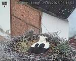 Capi_Dubne_20250529_054502.jpg