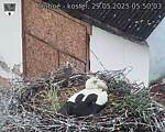 Capi_Dubne_20250529_055003.jpg