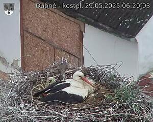 Capi_Dubne_20250529_062003.jpg (1350 x 1080)