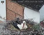 Capi_Dubne_20250529_063504.jpg