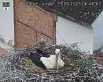 Capi_Dubne_20250529_064002.jpg