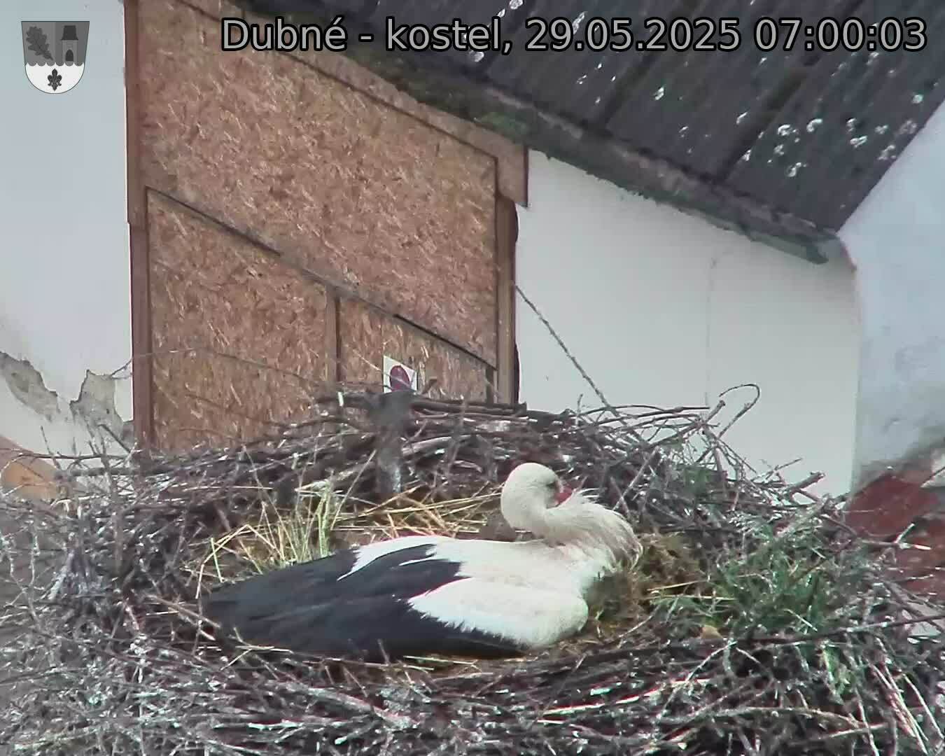 Capi_Dubne_20250529_070003.jpg (1350 x 1080)