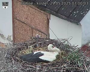 Capi_Dubne_20250529_070003.jpg (1350 x 1080)