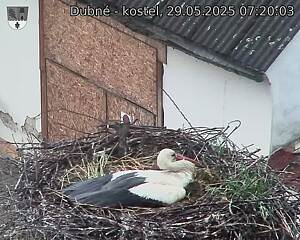 Capi_Dubne_20250529_072003.jpg (1350 x 1080)