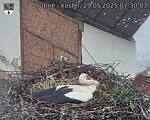 Capi_Dubne_20250529_073003.jpg