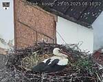 Capi_Dubne_20250529_081002.jpg