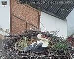 Capi_Dubne_20250529_083003.jpg
