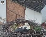 Capi_Dubne_20250529_084004.jpg