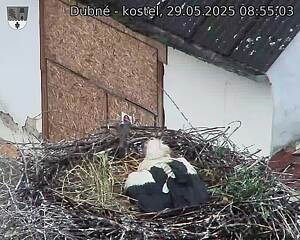 Capi_Dubne_20250529_085503.jpg (1350 x 1080)
