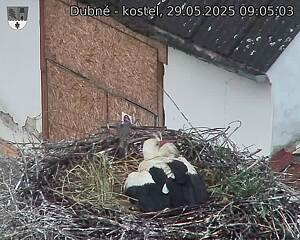 Capi_Dubne_20250529_090503.jpg (1350 x 1080)