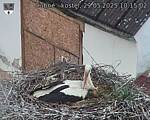 Capi_Dubne_20250529_101502.jpg