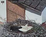 Capi_Dubne_20250529_103003.jpg