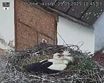 Capi_Dubne_20250529_104503.jpg