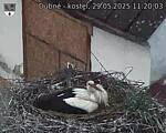Capi_Dubne_20250529_112003.jpg