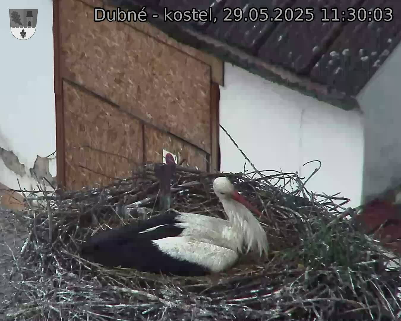Capi_Dubne_20250529_113003.jpg (1350 x 1080)