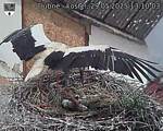 Capi_Dubne_20250529_131003.jpg