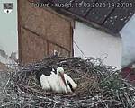 Capi_Dubne_20250529_142003.jpg
