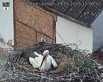 Capi_Dubne_20250529_150002.jpg