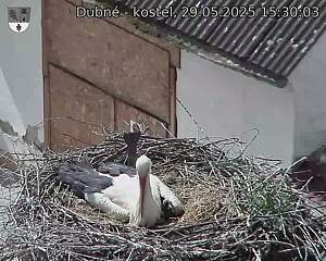Capi_Dubne_20250529_153003.jpg (1350 x 1080)