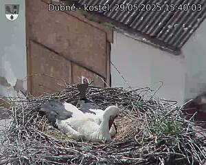 Capi_Dubne_20250529_154003.jpg (1350 x 1080)