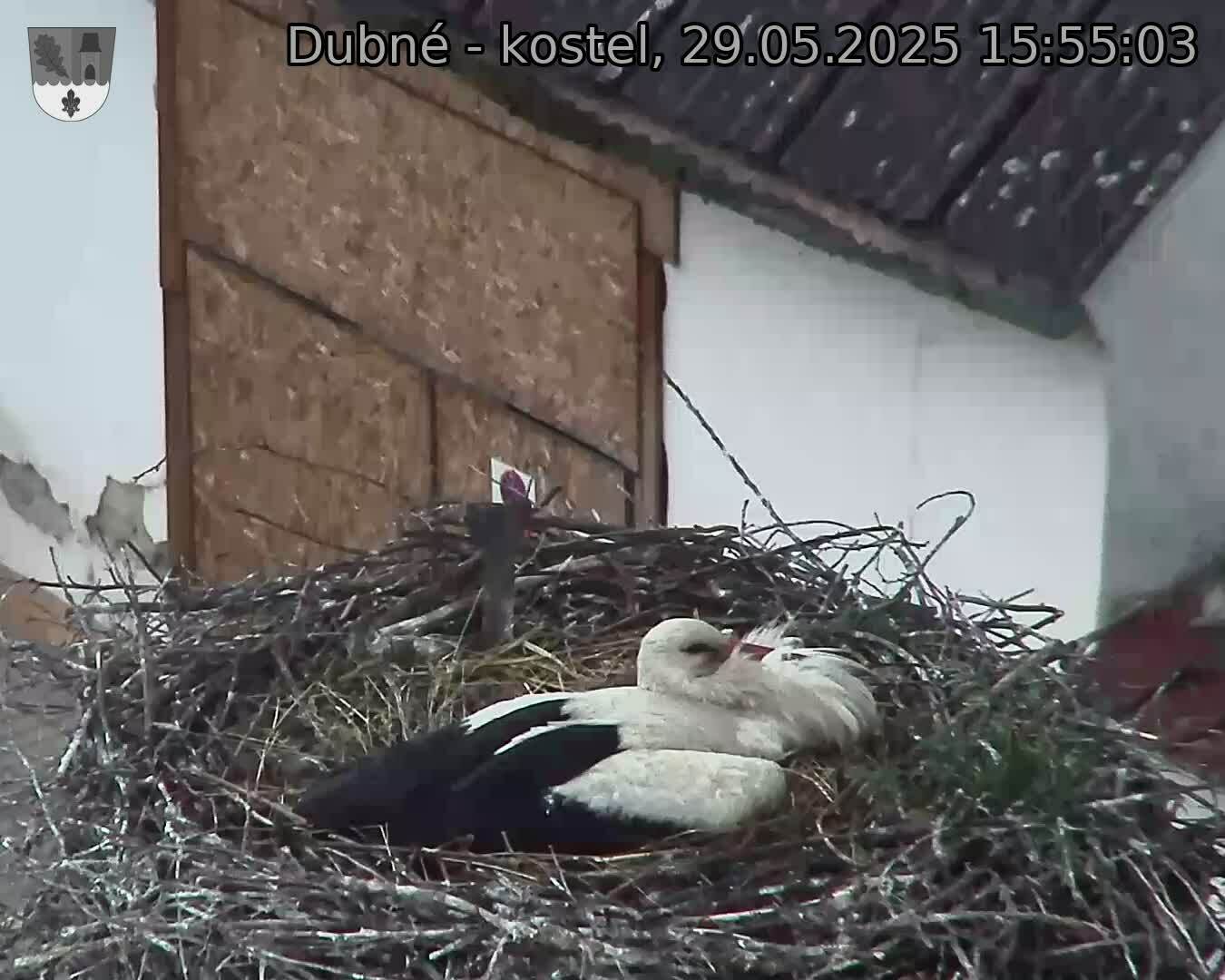 Capi_Dubne_20250529_155503.jpg (1350 x 1080)