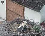 Capi_Dubne_20250529_165502.jpg