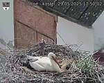 Capi_Dubne_20250529_175002.jpg