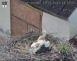 Capi_Dubne_20250529_181003.jpg