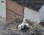 Capi_Dubne_20250529_185003.jpg