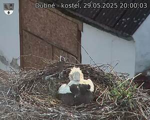 Capi_Dubne_20250529_200003.jpg (1350 x 1080)