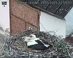 Capi_Dubne_20250529_210503.jpg
