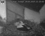 Capi_Dubne_20250529_212502.jpg