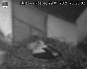 Capi_Dubne_20250529_212502.jpg (1350 x 1080)