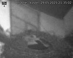 Capi_Dubne_20250529_213502.jpg