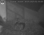 Capi_Dubne_20250530_015503.jpg