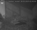 Capi_Dubne_20250530_024502.jpg