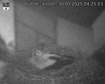 Capi_Dubne_20250530_042503.jpg