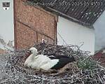 Capi_Dubne_20250530_054503.jpg
