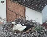 Capi_Dubne_20250530_055003.jpg