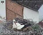 Capi_Dubne_20250530_060503.jpg