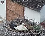 Capi_Dubne_20250530_062504.jpg